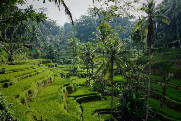 Tegallalang